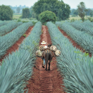 Tour a Tequila Jalisco