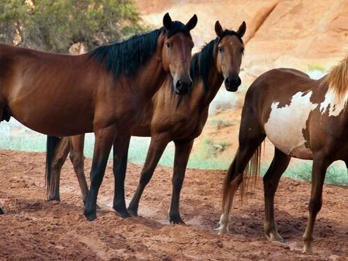 Caballos