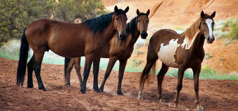Caballos