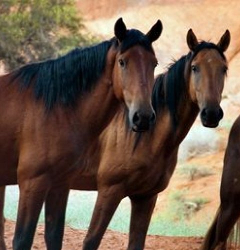 caballos4x5